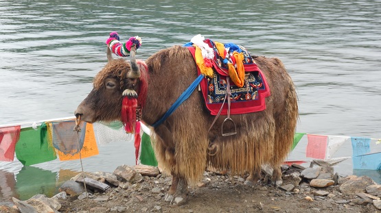 Yak and Life around yak